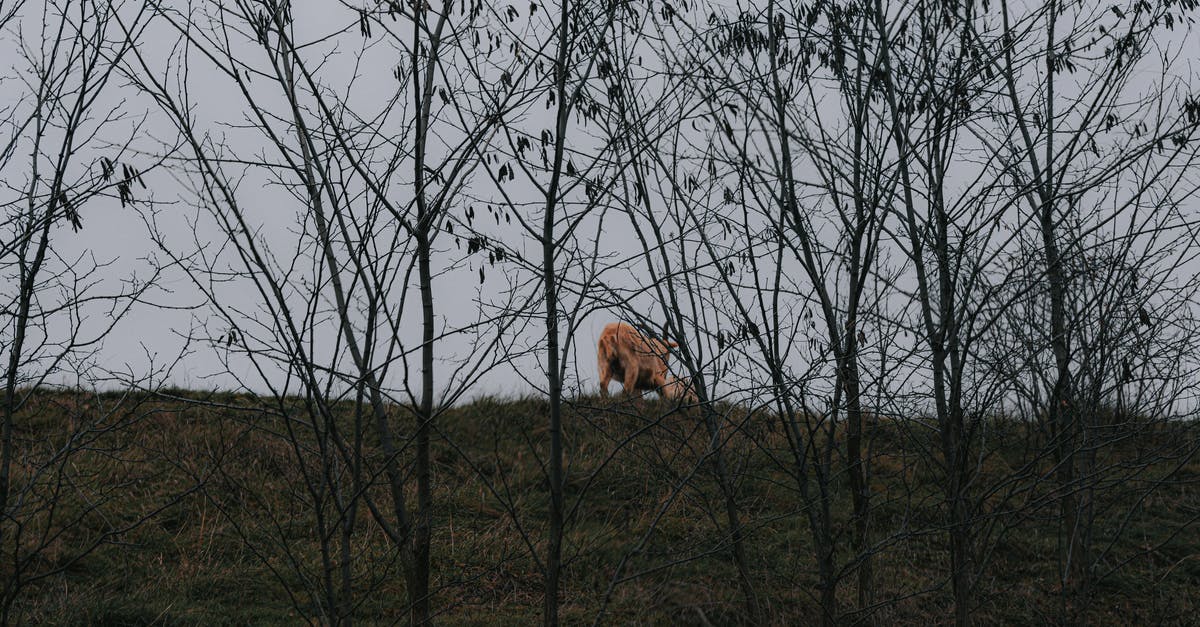 Can I land in Germany with a single entry Hungarian student visa(Category: D, Valid For: Hungary, 30Days) [duplicate] - Mammal animal grazing in grassy field near leafless small trees with thin trunks in overcast weather