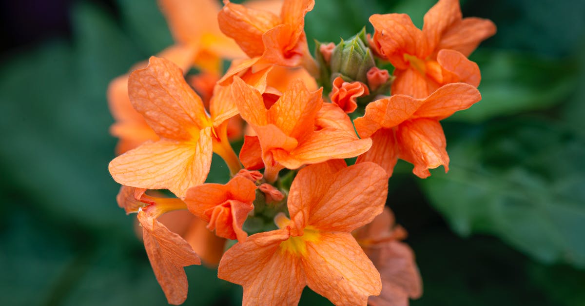 Can I leave China after entering with a 000 day Z Visa and not getting a residence permit? [closed] - Blossoming flower with orange petals