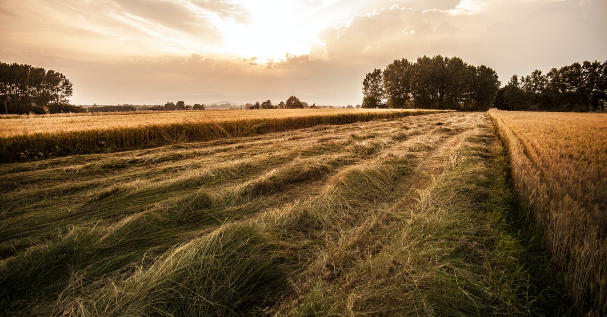 Can I leave Italy for another Schengen country before getting my permesso di soggiorno? [duplicate] - Green Hay Field