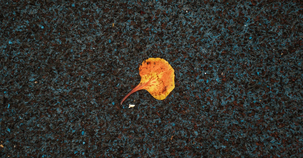 Can I make repeated 90-day trips to a single Schengen country? - Autumn fading leaf on dark pavement Can I make repeated 90-day trips to a single Schengen country? - Autumn fading leaf on dark pavement