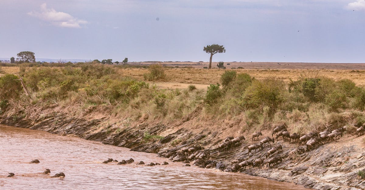 Can I reserve a bus pass from Shinjuku to the Fuji Shibazakura Festival? - Confusion of wildebeests crossing deep vast river during great migration in savanna in Africa