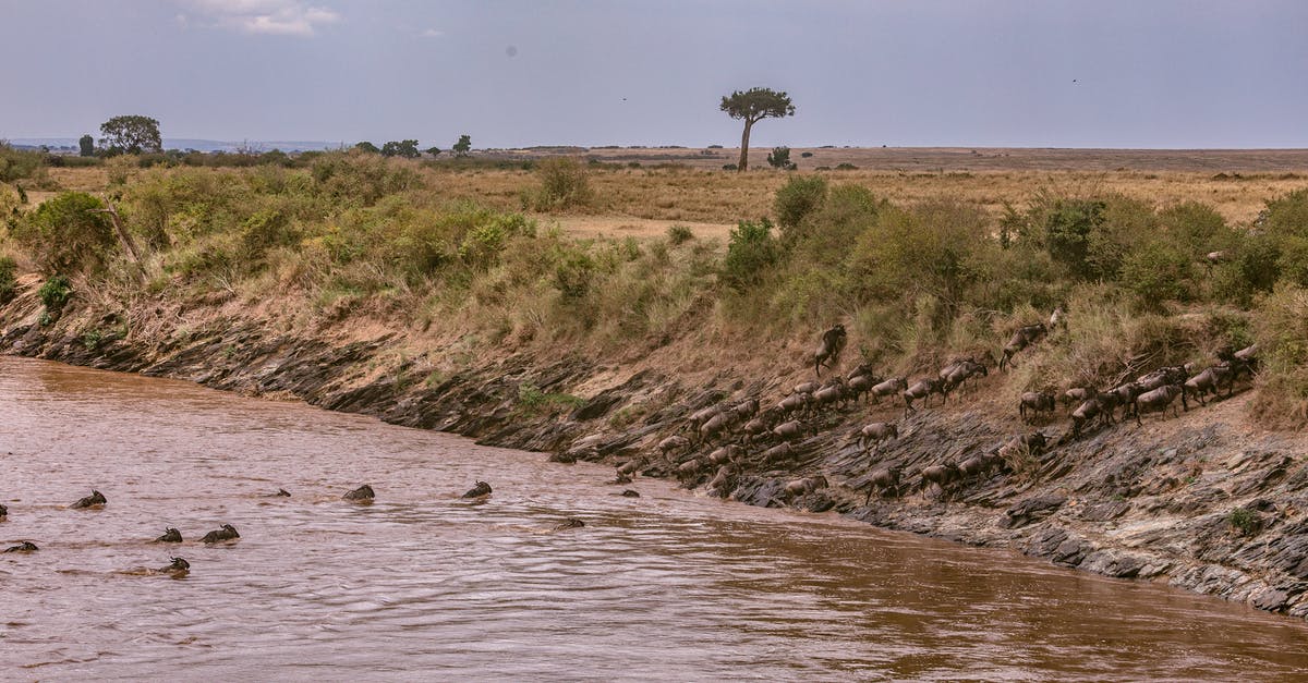 Can I reserve a bus pass from Shinjuku to the Fuji Shibazakura Festival? - Confusion of wildebeests crossing deep river during great migration in grassy savanna in Africa