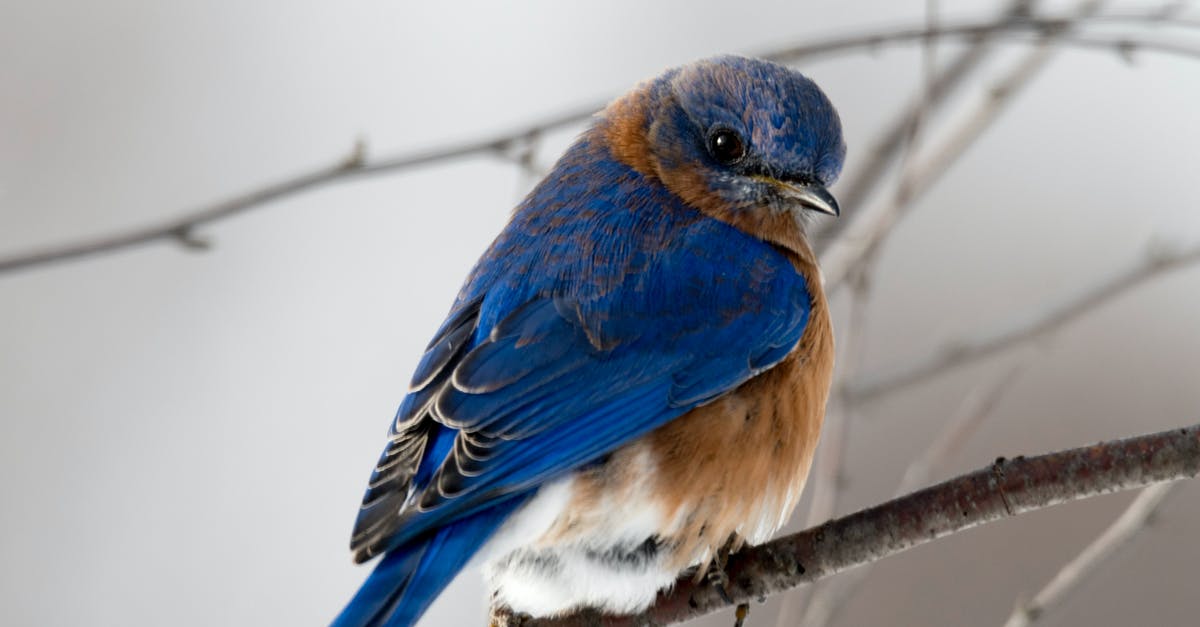 Can I take a flight within Germany on my Blue card if I do not have a passport - Photography of Small Blue and Brown Bird Can I take a flight within Germany on my Blue card if I do not have a passport - Photography of Small Blue and Brown Bird