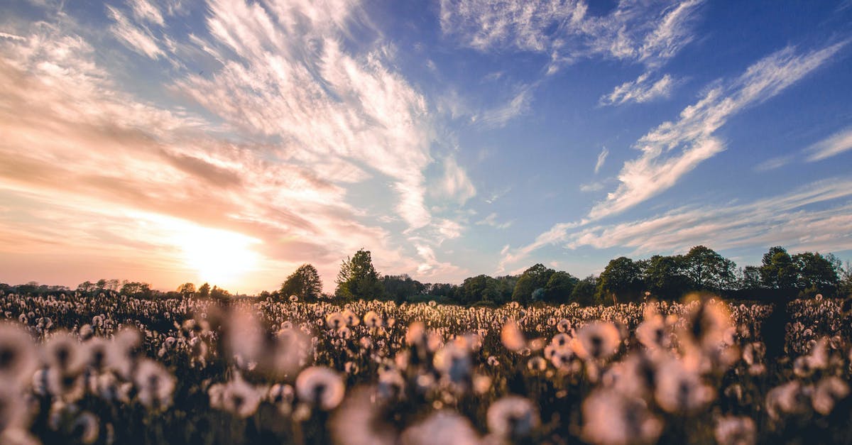Can I travel to Poland to my husband without a Schengen visa or residence card? - Nature Photography of Flower Field Can I travel to Poland to my husband without a Schengen visa or residence card? - Nature Photography of Flower Field
