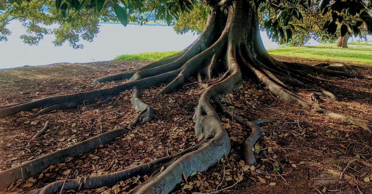 Can I travel without BRP but with an ILR stamp in my old passport? [closed] - Gray Trunk Green Leaf Tree Beside Body of Water