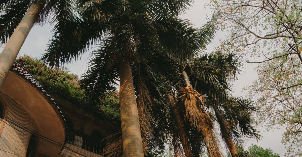 Can I walk around Easter Island alone at night? - Palm Trees Under Gray Skies Can I walk around Easter Island alone at night? - Palm Trees Under Gray Skies