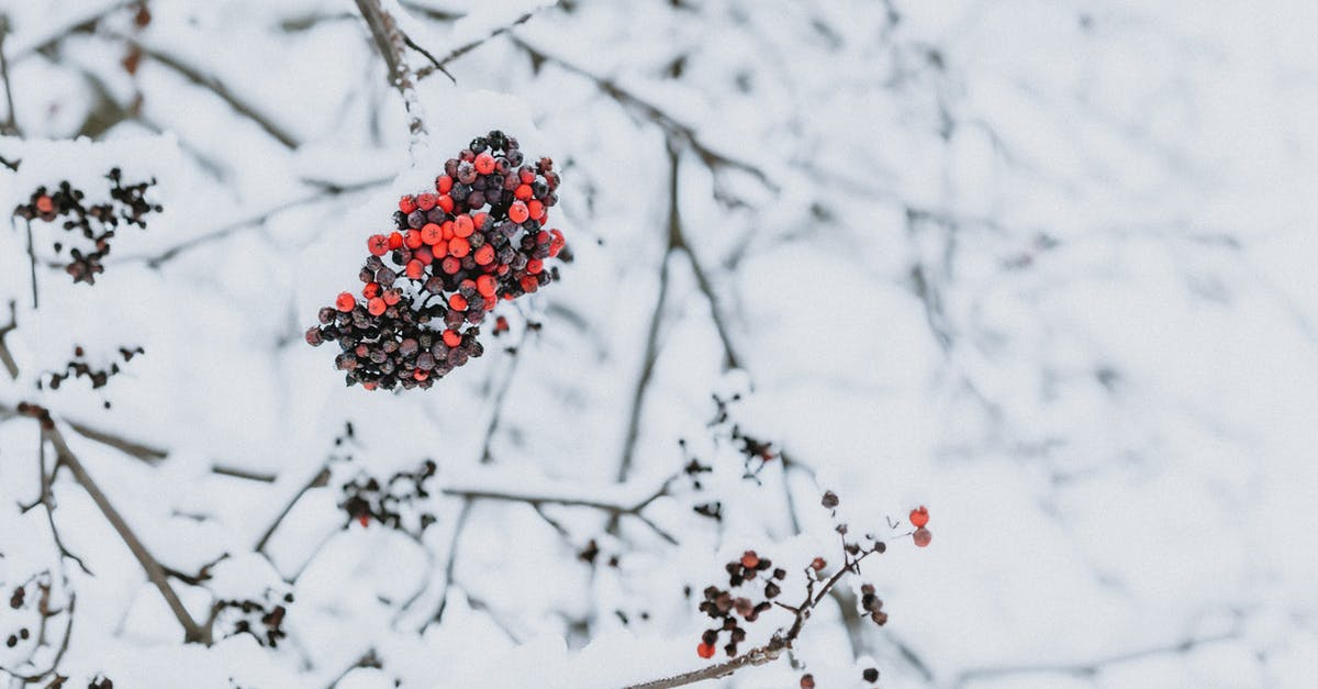 Can we cover both Disneyland parks in Paris in one day? - Bright red berries on branch of mountain ash covered with snow and frost growing in park in snowy winter day Can we cover both Disneyland parks in Paris in one day? - Bright red berries on branch of mountain ash covered with snow and frost growing in park in snowy winter day