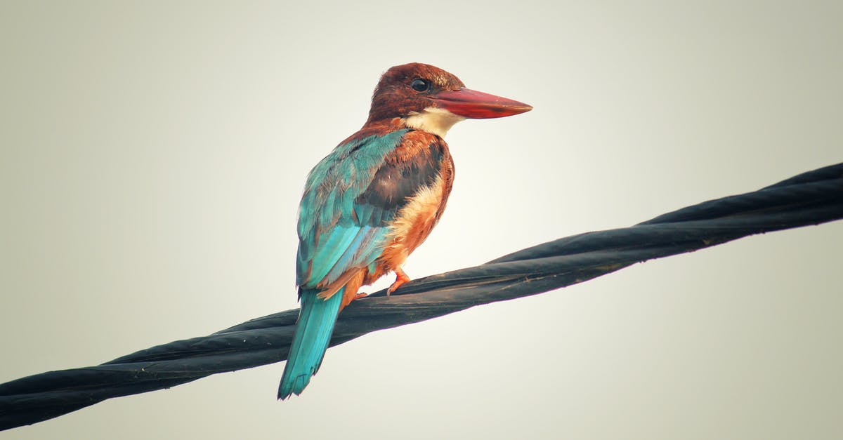 Can you pay for a RyanAir flight by wire transfer? - Brown and Teal Bird on Black Cable Can you pay for a RyanAir flight by wire transfer? - Brown and Teal Bird on Black Cable