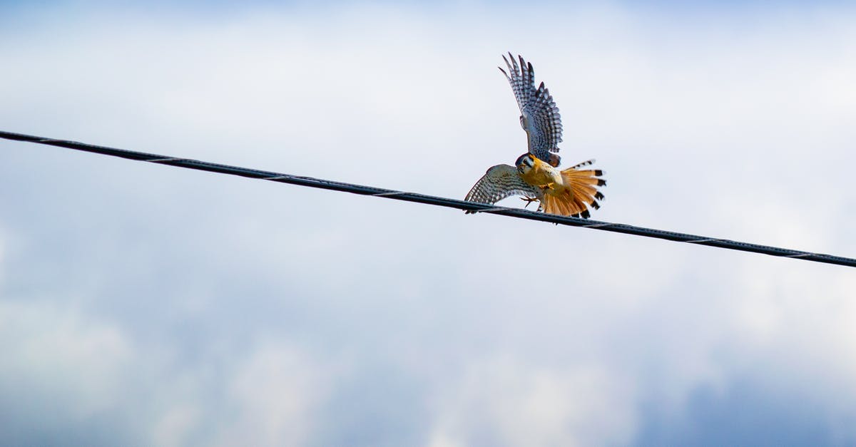 Can you pay for a RyanAir flight by wire transfer? - Red-tailed Hawk Flying over Black Cable Can you pay for a RyanAir flight by wire transfer? - Red-tailed Hawk Flying over Black Cable