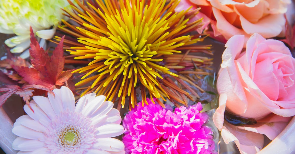 Can you stay in Turkey for over 90 days within the 180 day visa period but split over different visits? - From above of ceramic big pot with blooming pink roses with orange and yellow chrysanthemums near pink gerbera and peony flowers with red leafs in water in sunny day Can you stay in Turkey for over 90 days within the 180 day visa period but split over different visits? - From above of ceramic big pot with blooming pink roses with orange and yellow chrysanthemums near pink gerbera and peony flowers with red leafs in water in sunny day