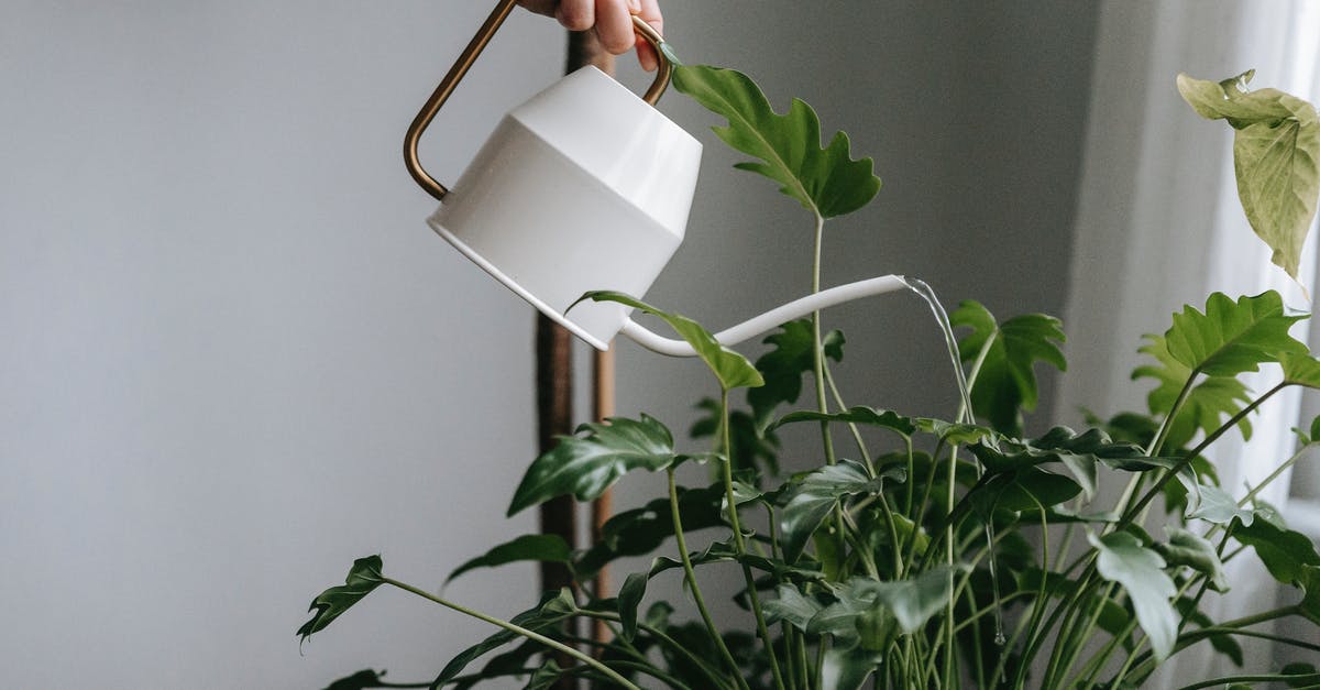 Can you travel with fresh flowers on domestic flights in the US? - Anonymous person watering green plant at home Can you travel with fresh flowers on domestic flights in the US? - Anonymous person watering green plant at home