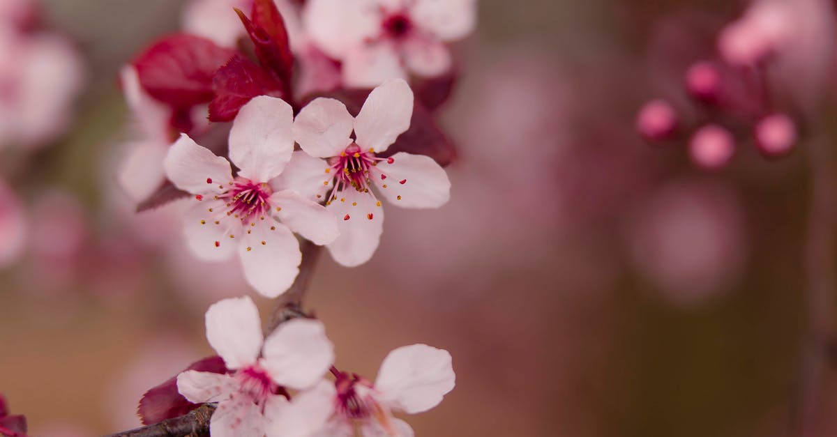 Carless in Portland Maine? - Pink Flowers