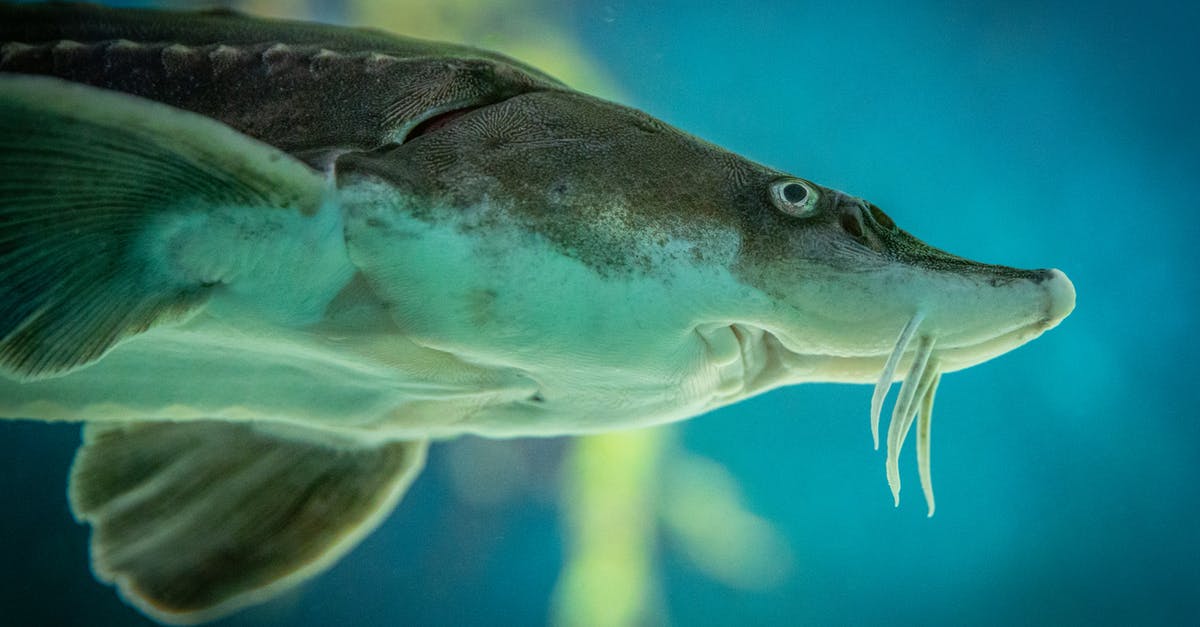 Carry on baggage size: With 9'' depth limit are 9.5'' deep bags now too big? - Sturgeon fish swimming in aquarium