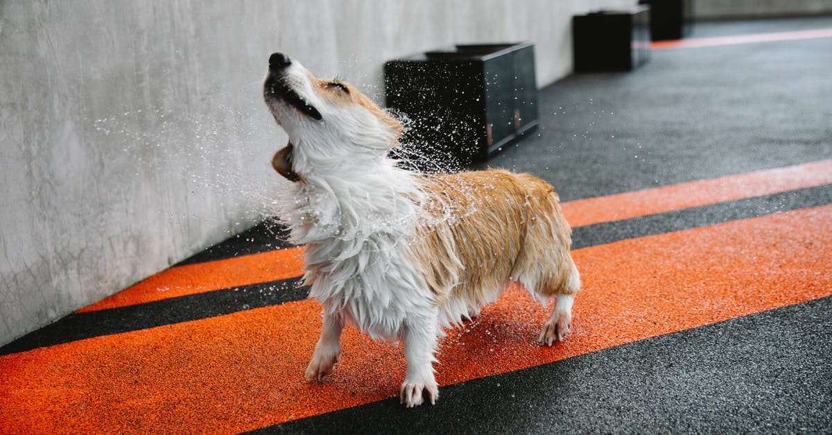 Carry on Luggage size in United air line - Small purebred dog with wet coat shaking off splashing aqua on walkway with marking lines Carry on Luggage size in United air line - Small purebred dog with wet coat shaking off splashing aqua on walkway with marking lines