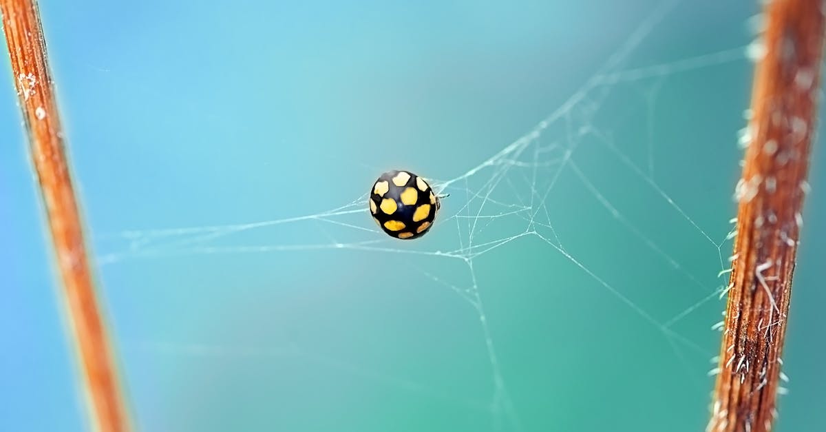Chances being caught re-entering EU too soon - Shallow Focus Photography of Black and Yellow Spider on Web Chances being caught re-entering EU too soon - Shallow Focus Photography of Black and Yellow Spider on Web