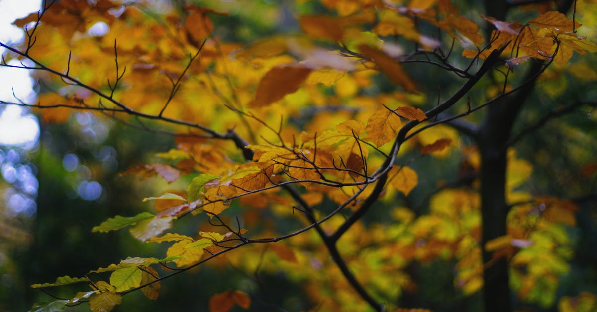 Change of duration of stay - Yellow and Brown Maple Leaves Change of duration of stay - Yellow and Brown Maple Leaves