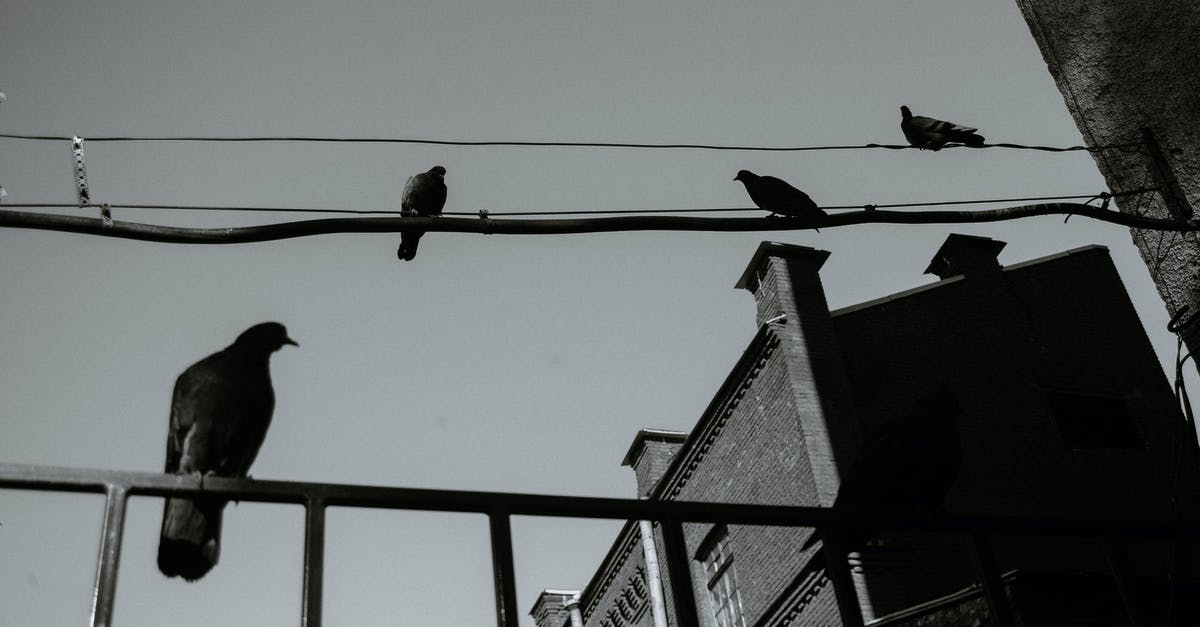Cheapest flight "from any city" - Pigeons on electricity wires under sky Cheapest flight "from any city" - Pigeons on electricity wires under sky