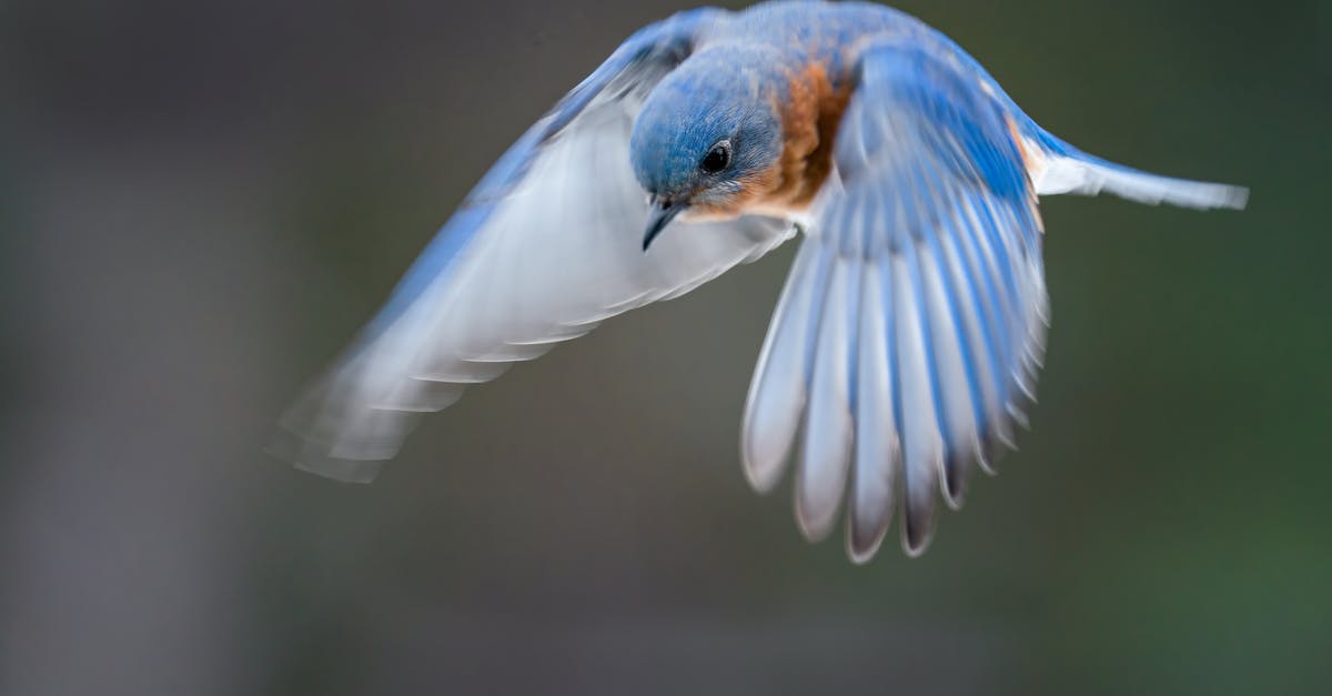 Cheapest flight search including low cost airlines from Toronto to Belgrade [closed] - Closeup of small bright bird from thrush family with spread wings flying and looking down