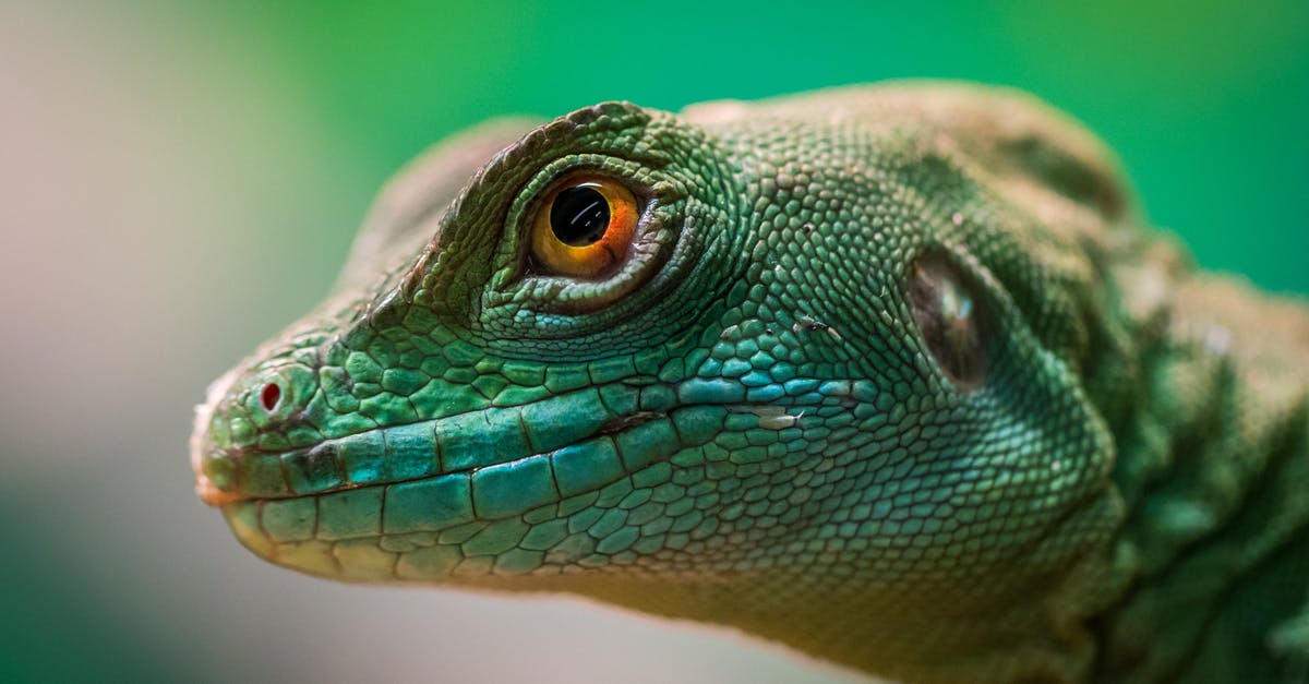 Chiang Mai Treks with Barking Gecko - Green Reptile Chiang Mai Treks with Barking Gecko - Green Reptile