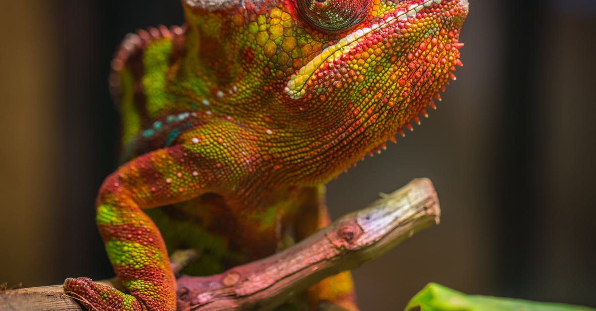 Chiang Mai Treks with Barking Gecko - Selective Focus Photography of Red and Green Reptile Chiang Mai Treks with Barking Gecko - Selective Focus Photography of Red and Green Reptile