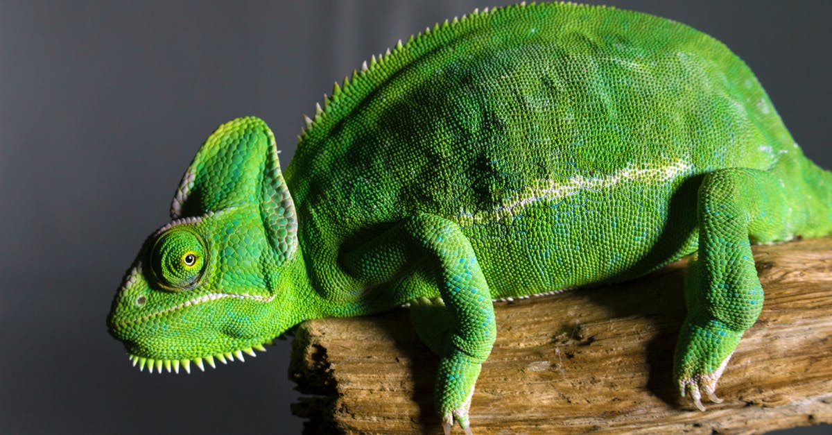 CitiBank Branch in Leipzig - Green Chameleon on Brown Wood CitiBank Branch in Leipzig - Green Chameleon on Brown Wood
