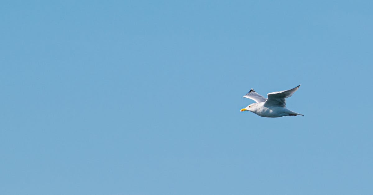 Clearing Customs and skipping connecting flight at ORD? - Photo of Flying Seagull Clearing Customs and skipping connecting flight at ORD? - Photo of Flying Seagull