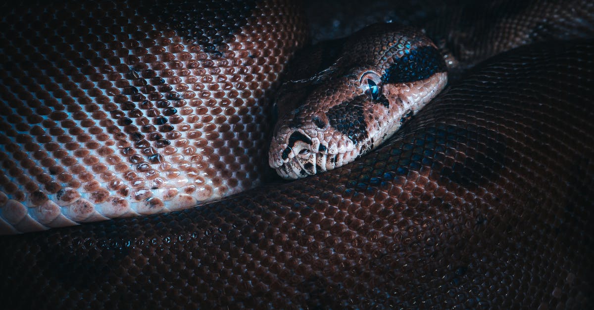 Closest place to Addis Ababa where you can see wildlife - Big brown snake looking at camera in dark place Closest place to Addis Ababa where you can see wildlife - Big brown snake looking at camera in dark place