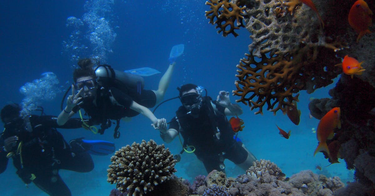Comparison website for scuba diving prices? - Three People Diving On Body Of Water Comparison website for scuba diving prices? - Three People Diving On Body Of Water