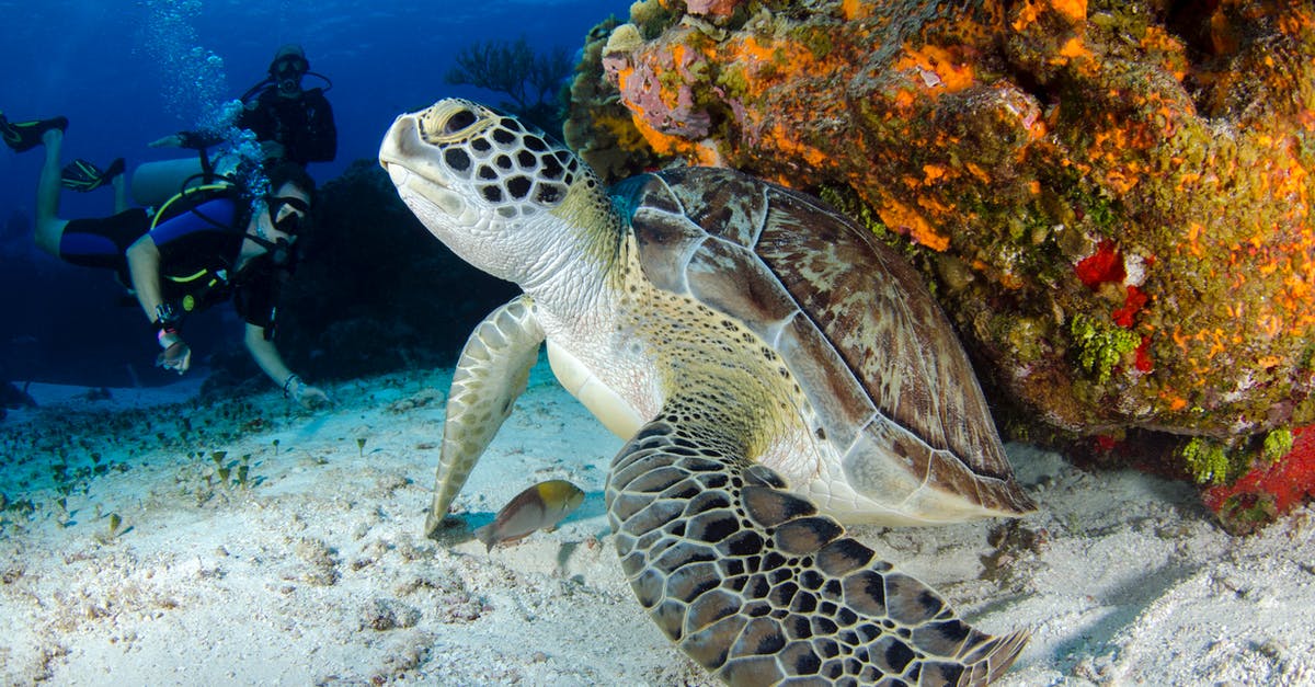Comparison website for scuba diving prices? - Brown and Black Turtle on Seabed Comparison website for scuba diving prices? - Brown and Black Turtle on Seabed