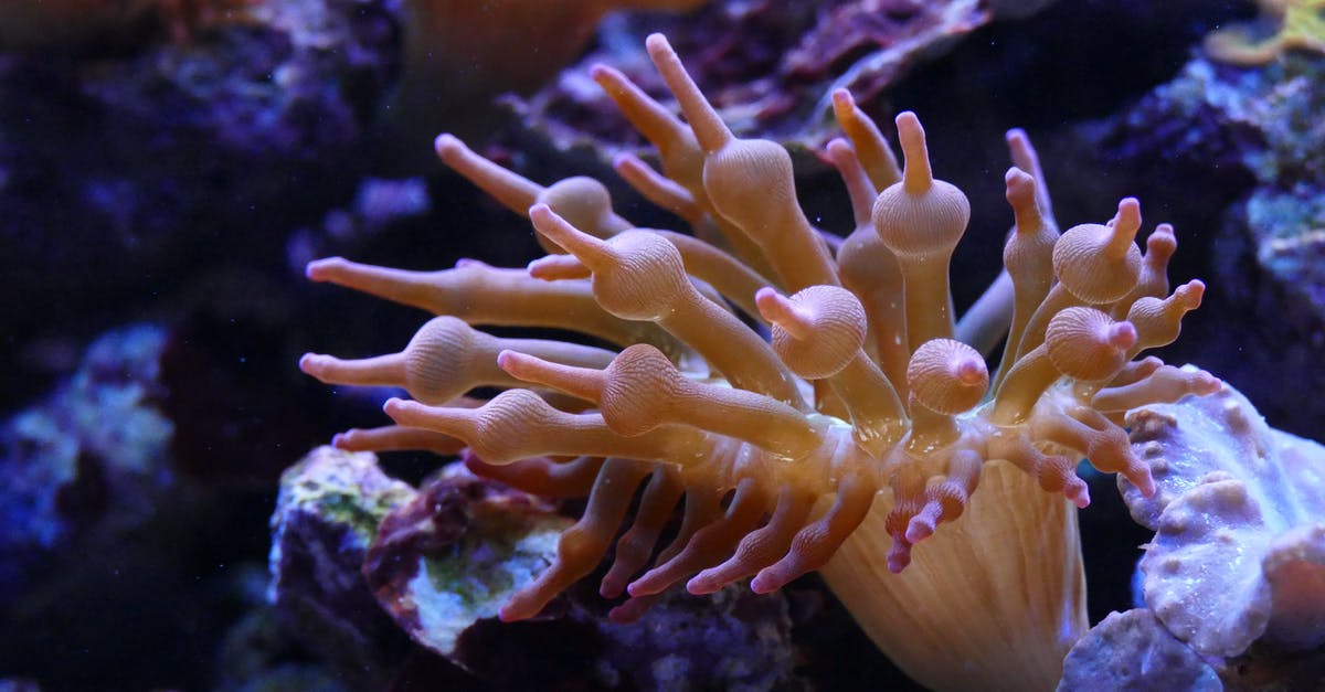 Comparison website for scuba diving prices? - White Sea Anemone Comparison website for scuba diving prices? - White Sea Anemone