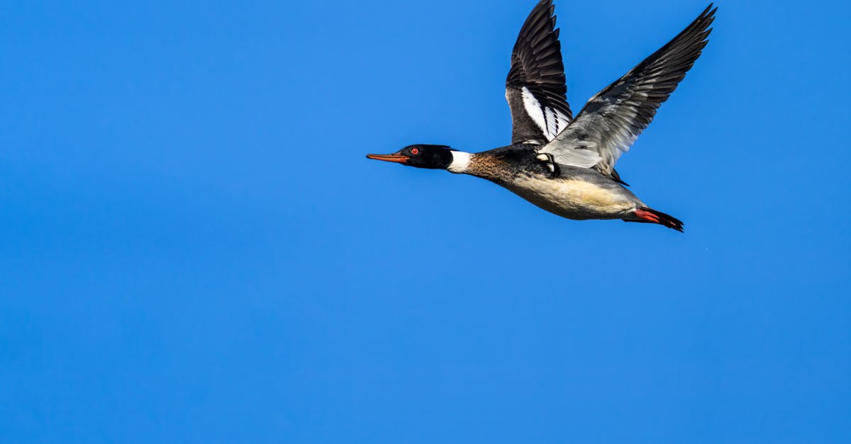 Connecting flight with long layover in Korea - Sea duck flying on bright blue background Connecting flight with long layover in Korea - Sea duck flying on bright blue background