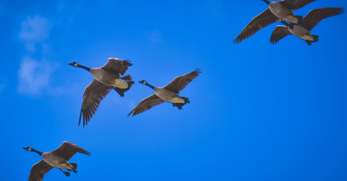 Connecting flight with long layover in Korea - Flock of predatory birds flying in blue sky Connecting flight with long layover in Korea - Flock of predatory birds flying in blue sky