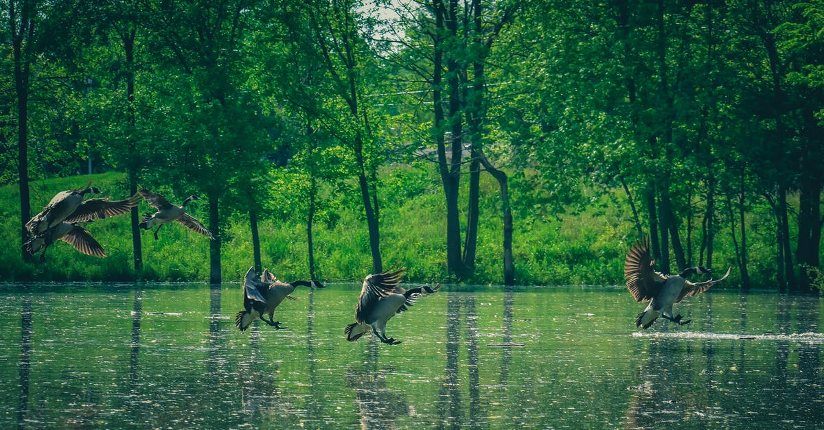 Connecting flight with long layover in Korea - Flock of predatory birds flying over rippled river near colorful green trees on hill Connecting flight with long layover in Korea - Flock of predatory birds flying over rippled river near colorful green trees on hill