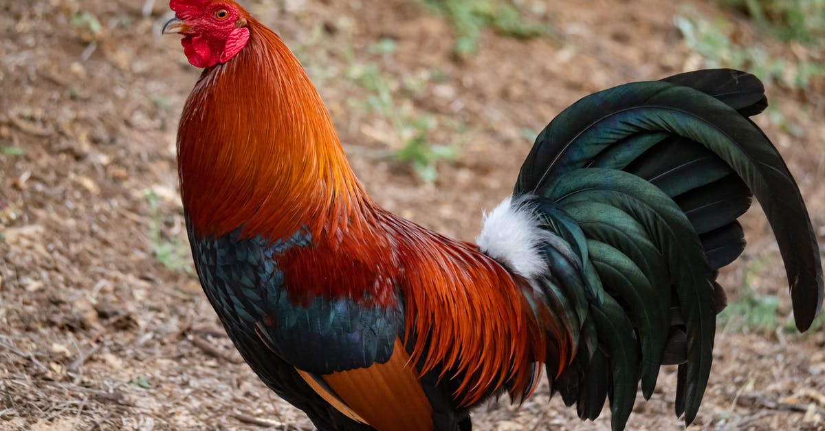Consequences of visiting a farm before entering the US - Photo Of A Rooster Consequences of visiting a farm before entering the US - Photo Of A Rooster