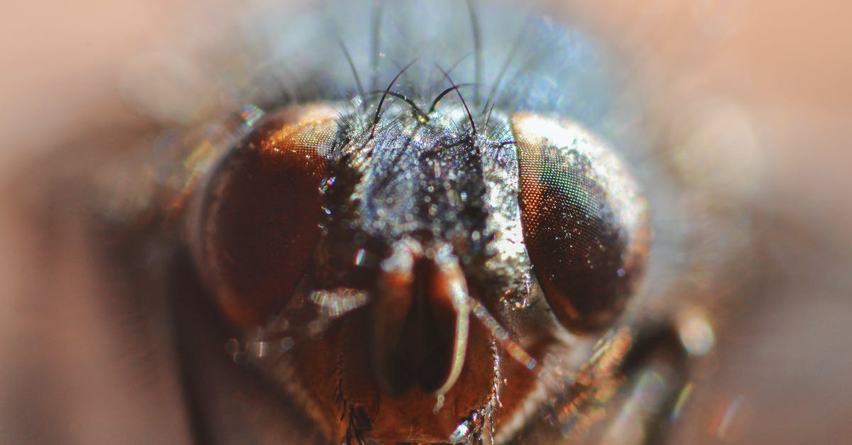 Considering the current situation is it cheaper to fly with Qatar Airways? [closed] - Black and Brown Insect in Macro Photography