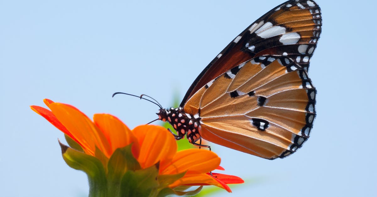 Considering the current situation is it cheaper to fly with Qatar Airways? [closed] - Close Up Photo of Monarch Butterfly on Top of Flower