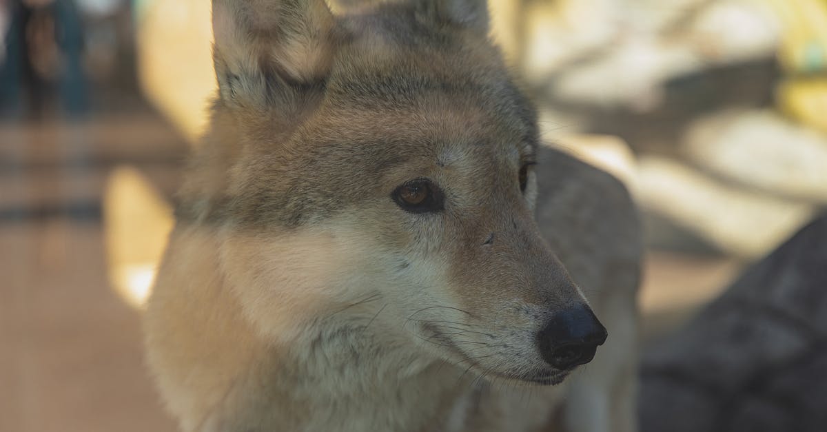 Contain the Georgian Triangle and Southwestern Ontario any 'drive-through' parks or wildlife areas? - Through glass attentive calm wolf with fluffy gray fur standing in enclosure in zoological garden on sunny day