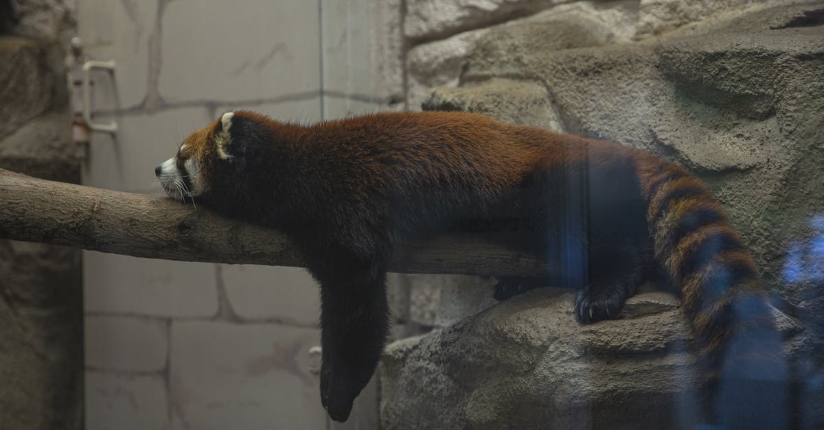Contain the Georgian Triangle and Southwestern Ontario any 'drive-through' parks or wildlife areas? - Funny red panda resting on wooden trunk