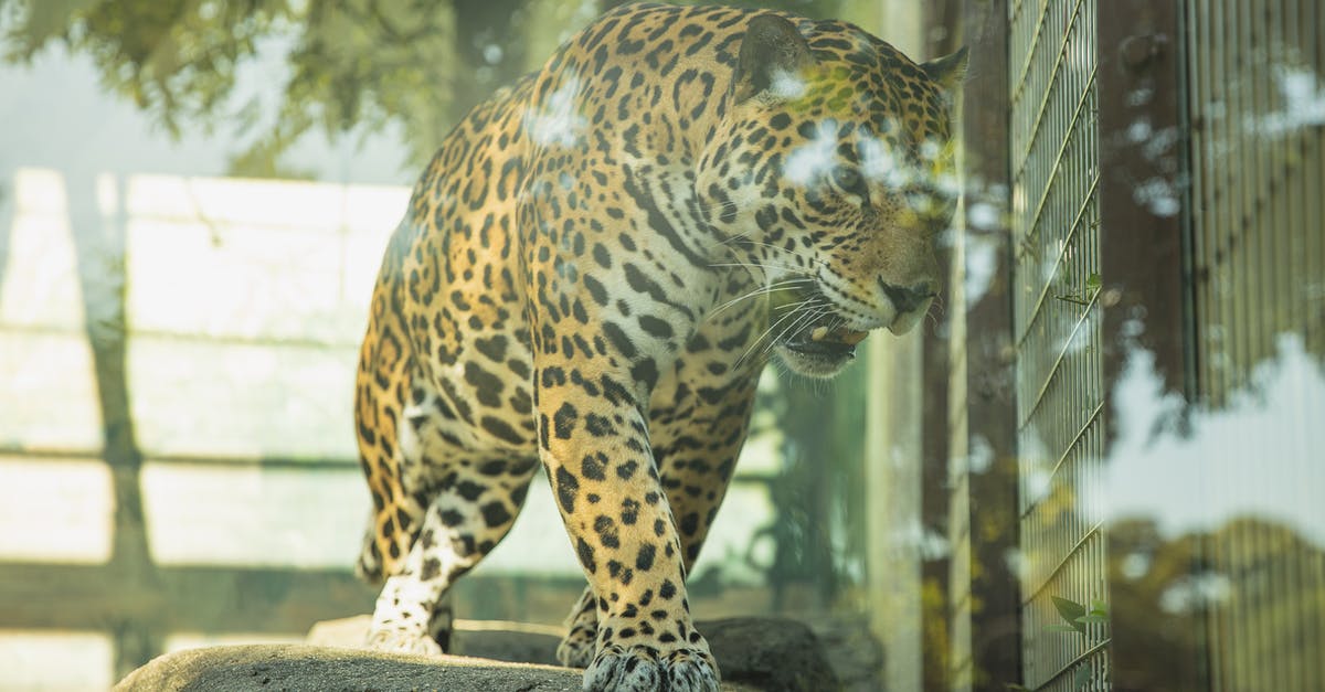 Contain the Georgian Triangle and Southwestern Ontario any 'drive-through' parks or wildlife areas? - Dangerous leopard roaring in glass enclosure