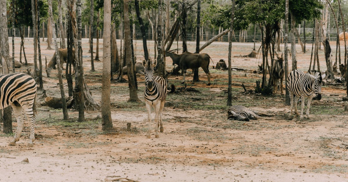 Contain the Georgian Triangle and Southwestern Ontario any 'drive-through' parks or wildlife areas? - Zebras and antelopes walking in savanna