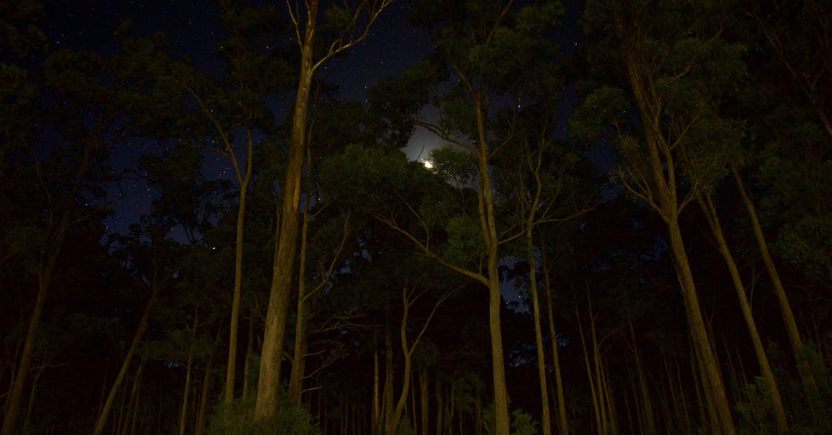 Copenhagen at night - Green Leaves Forest Trees during Nighttime Copenhagen at night - Green Leaves Forest Trees during Nighttime