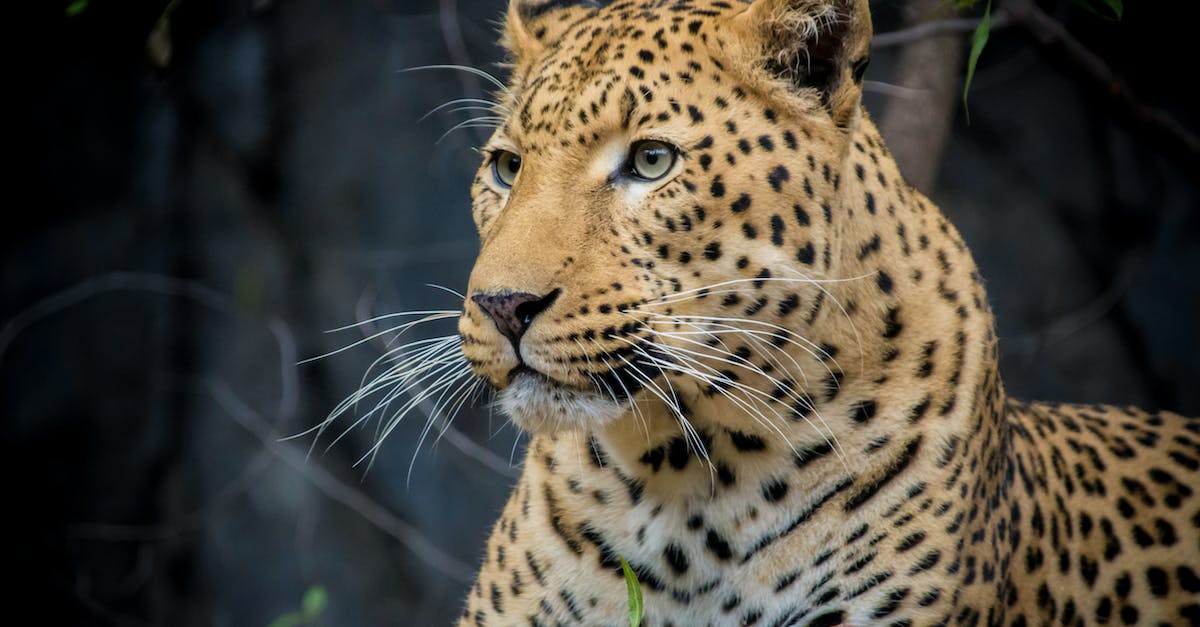 Cross-country landmarks/tourist spots near I-40 [closed] - Jaguar Close-up Photography