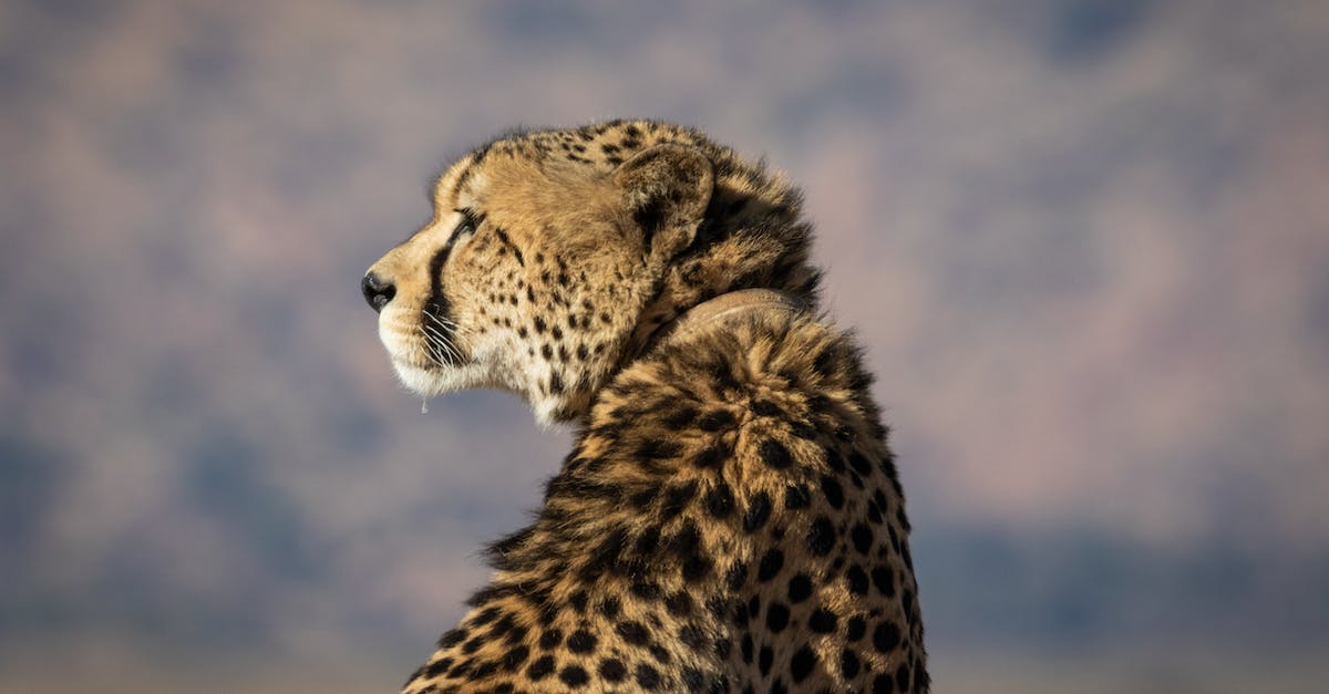 Cross-country landmarks/tourist spots near I-40 [closed] - Selective-focus Photography of Brown and Black Cheetah