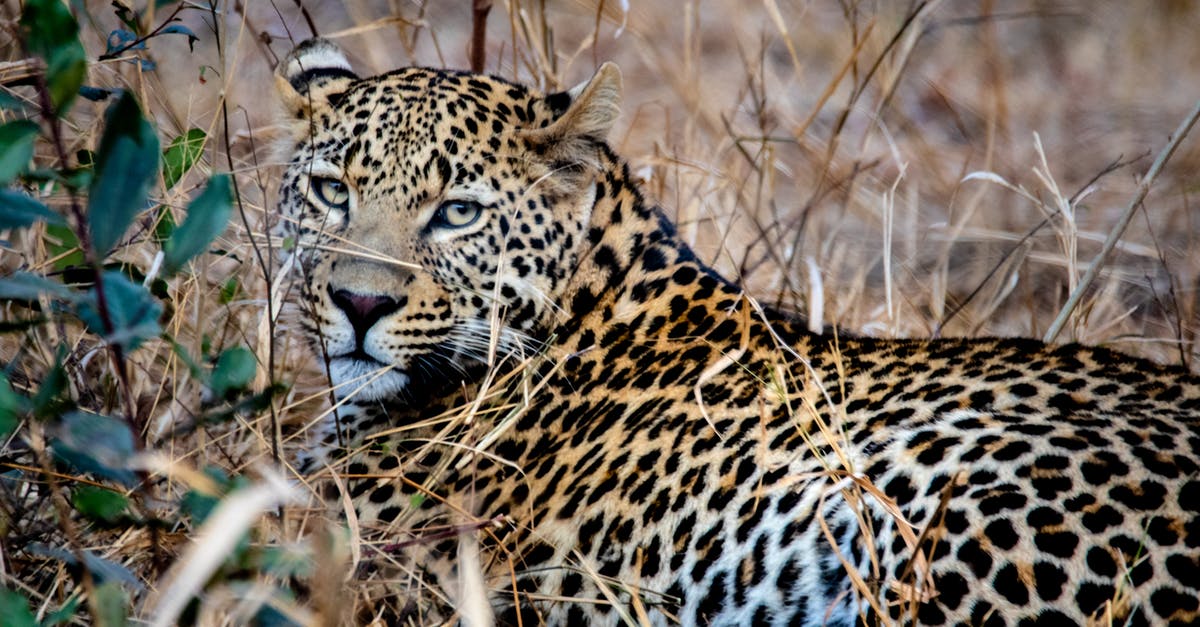 Cross-country landmarks/tourist spots near I-40 [closed] - Brown Leopard on Grass