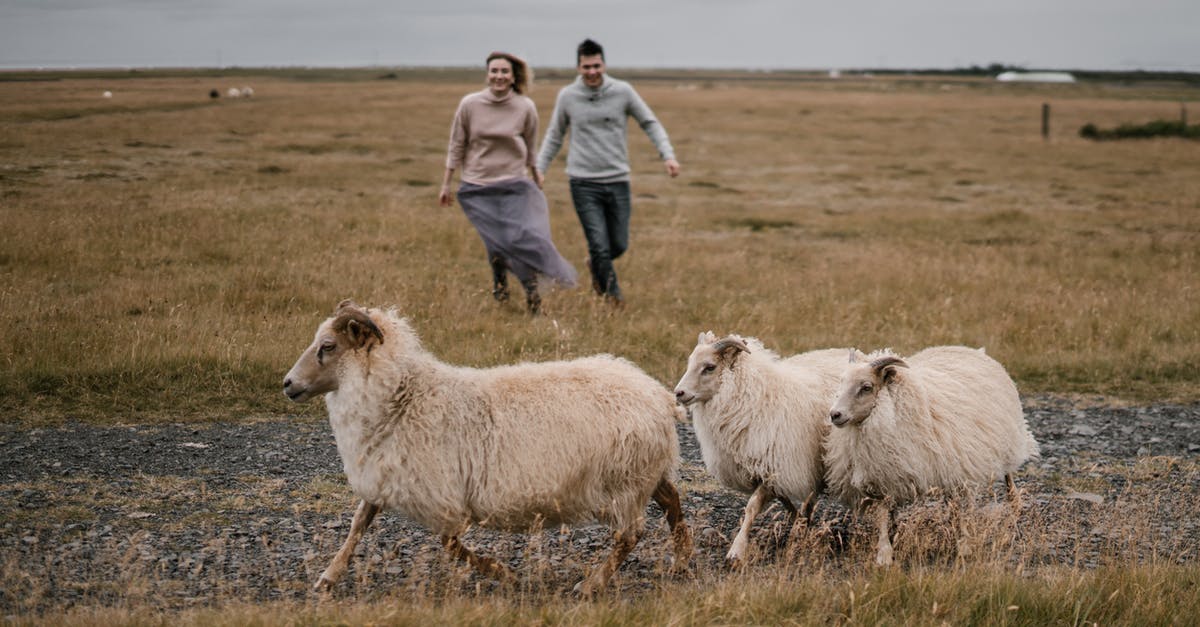 Crossed rangeland or pastures (such as fields with sheep or cows) in England. Have I been to a farm as far as U.S. Customs / Agriculture is concerned? - Joyful young couple holding hands and walking towards grazing sheep in rural pasture on overcast day Crossed rangeland or pastures (such as fields with sheep or cows) in England. Have I been to a farm as far as U.S. Customs / Agriculture is concerned? - Joyful young couple holding hands and walking towards grazing sheep in rural pasture on overcast day