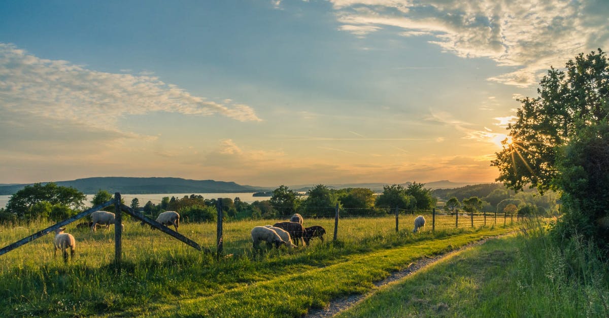 Crossed rangeland or pastures (such as fields with sheep or cows) in England. Have I been to a farm as far as U.S. Customs / Agriculture is concerned? - White and Brown Animals Near Fence Crossed rangeland or pastures (such as fields with sheep or cows) in England. Have I been to a farm as far as U.S. Customs / Agriculture is concerned? - White and Brown Animals Near Fence