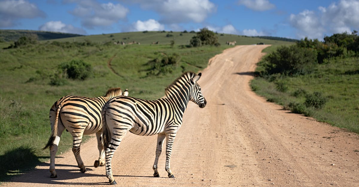 Cumbria Way in June. Do I need to make reservations? - Zebras standing on path in savanna Cumbria Way in June. Do I need to make reservations? - Zebras standing on path in savanna