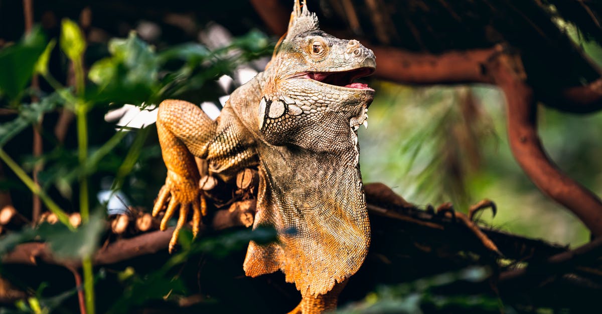 Dealing with dry nose/throat when flying - Brown and Gray Bearded Dragon on Brown Tree Branch