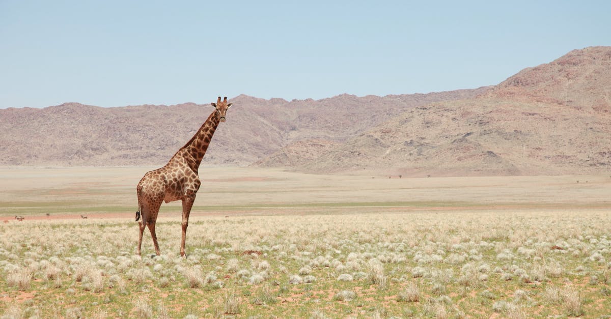 Dealing with extremely dry air in Africa - Giraffe in the Middle of the Field Dealing with extremely dry air in Africa - Giraffe in the Middle of the Field