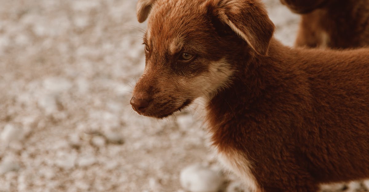 Dealing with nodding or shaking of head confusion - Brown Short Coated Dog on Gray Sand Dealing with nodding or shaking of head confusion - Brown Short Coated Dog on Gray Sand